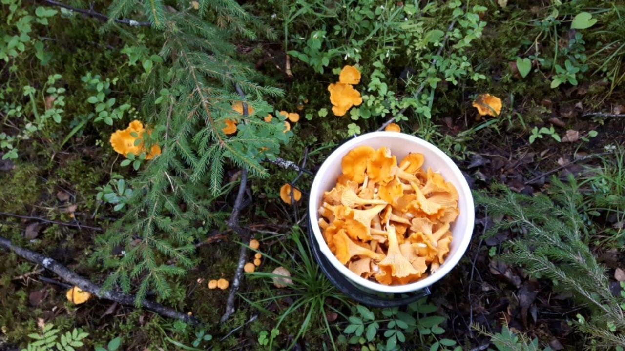 Suvituuli | Paajoen Vuokramökit Himos Exteriör bild
