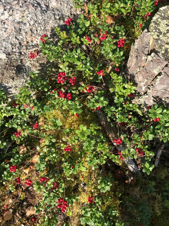 Suvituuli | Paajoen Vuokramökit Himos Exteriör bild