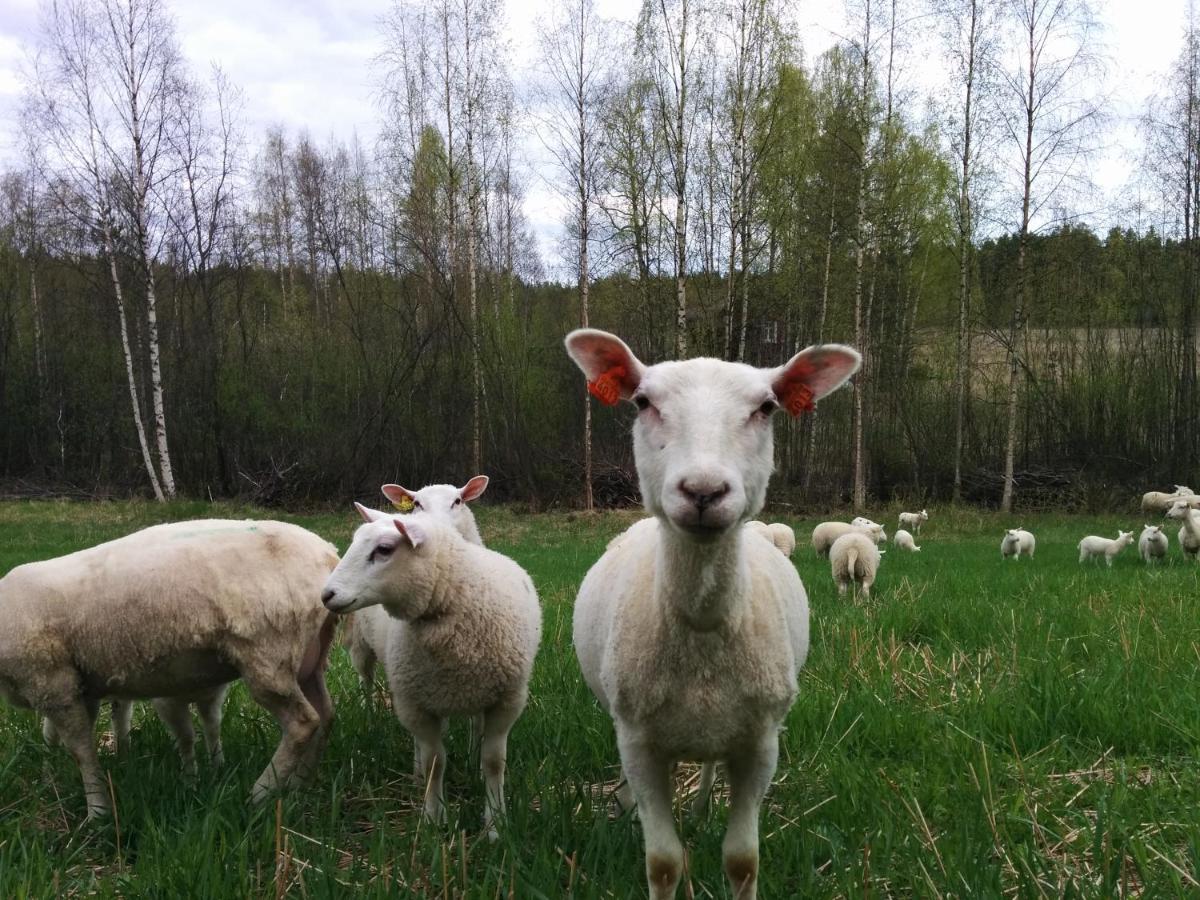 Suvituuli | Paajoen Vuokramökit Himos Exteriör bild